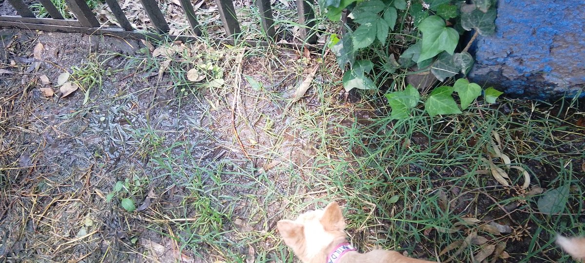 MireyaSanchezF tweet media