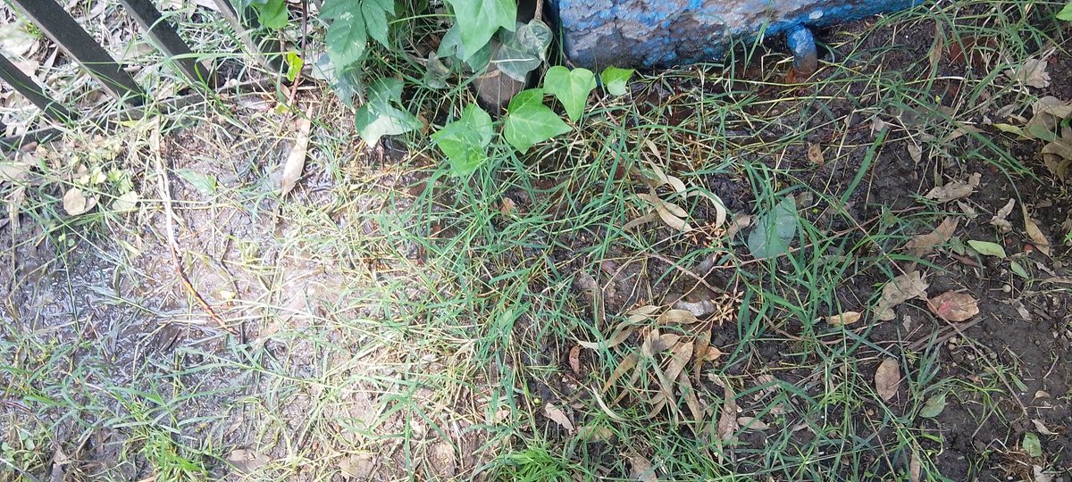 MireyaSanchezF tweet media