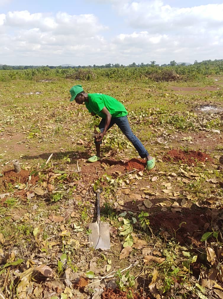 FruitTreesNg's tweet photo. FruitTreesNg Plantation Estate Update

Dear Valued Partners,

We are pleased to inform you that work and planting have officially begun on the FruitTreesNg Estate. The rains have now become consistent, which is perfect for establishing our young trees.

At the moment, the grasses and unwanted weeds on site are yet to completely dry off. Once they do, the planted trees will be far more visible. We will then carry out a proper, cleaner photo and video coverage and share it with you.

Unfortunately, we experienced a setback last week when thieves broke into our nurseries and stole all the moringa seedlings we were raising, about 7,000 units, meant for live perimeter fencing around all individual plot(s). We are already taking swift action to raise new ones on-site, and inshaaAllah, they will be ready for planting in the coming weeks.

In line with our commitment to delivering more value, plot dimensions have been increased to 60ft by 100ft (up from the original 50ft by 100ft) to allow us to effectively fit in all the planned 80 trees per plot, at no additional cost to plot owners.

By God’s will, at our current pace, we expect to complete planting over 50,000 trees across more than 600 plots within the next two months.

We were advised by experts not to drill boreholes now but to wait until the end of the rainy season when water levels have dropped. This will ensure we get boreholes deep enough with adequate water supply to serve the estate efficiently all year round. There is a nearby stream we can use as backup, should (God forbid), the rains fail us again.

Finally, you may notice in some of the pictures we’re sharing today that there are women and children from our host community. They visited to show appreciation for bringing this project to their community and also assisted us with some work. We, of course, offered them stipends in gratitude for their help.

Thank you for your continued patience, trust, and partnership.

Warm regards,
The FruitTreesNg Team