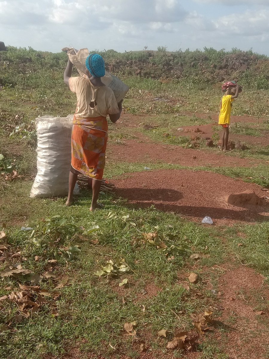 FruitTreesNg Plantation Estate Update

Dear Valued Partners,

We are pleased to inform you that work and planting have officially begun on the FruitTreesNg Estate. The rains have now become consistent, which is perfect for establishing our young trees.

At the moment, the grasses