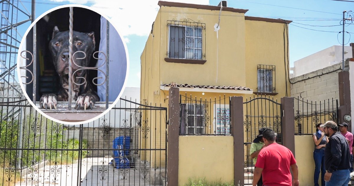 Radio_Zocalo's tweet image. Gobierno Municipal atiende caso de maltrato extremo de cuatro perros en la colonia Acoros noticias.radiozocalo.com.mx/673808/
#PiedrasNegras #RescateAnimal #Acoros