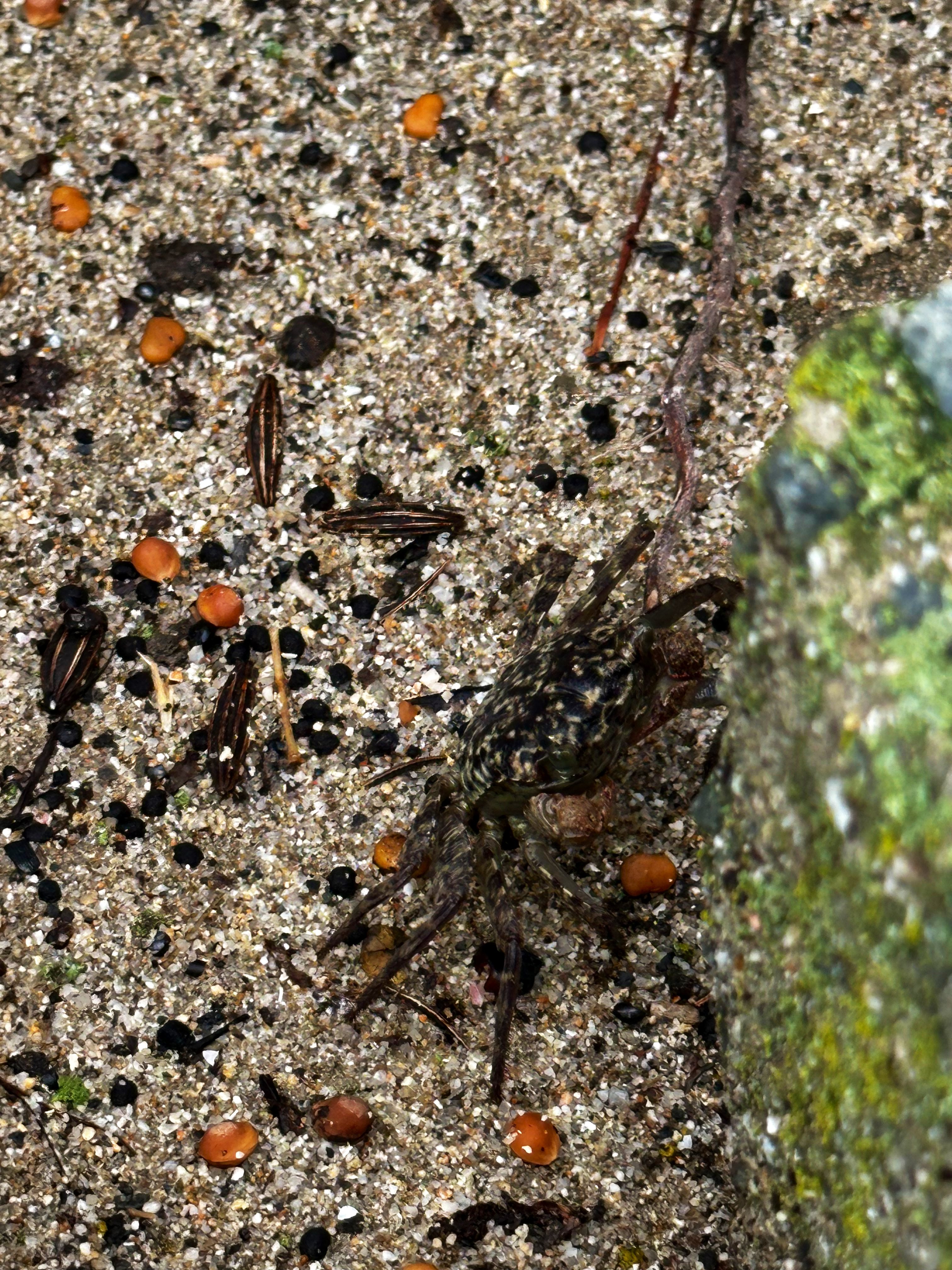 いずちゃん on X: 