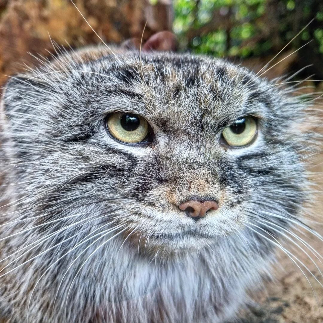 Daily Manul (@dailymanul) on Twitter photo 