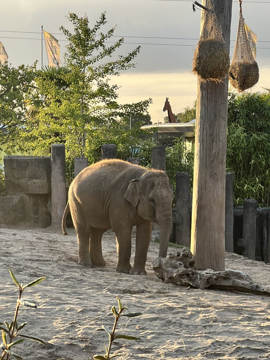 StaceyEvered's tweet photo. We had the best day at #Afterflow at @chesterzoo on Saturday! The weather was beautiful and it was so lovely being back at our favourite zoo 🫶🏼🐻🦁🐘 https://t.co/9YtFSMs09q