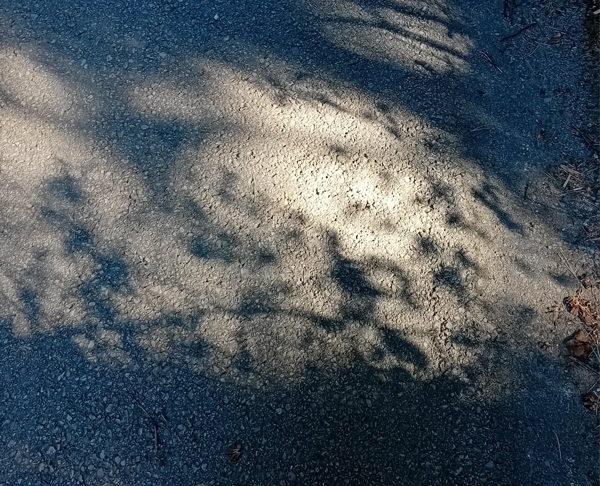 VVB_LJ's tweet photo. 10. VIII. 2025, 17:19

The song of the shadowbirds.  

#PavementPoetry
#ShadowPoem https://t.co/FFiDWCz93s