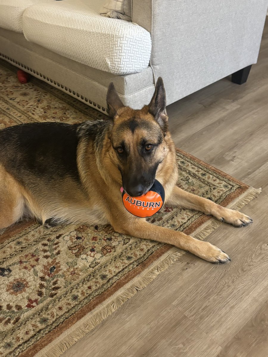 DanielleMHemp's tweet photo. Ella says War Eagle!🦅 #Auburn #wareagle #footballseason https://t.co/WpZeOWlZmI