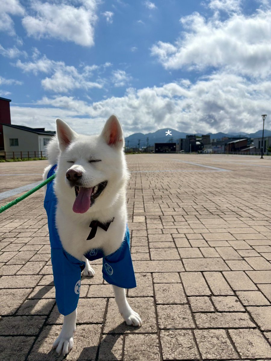odate_akitainu's tweet photo. いよいよ本日、大館大文字祭り開催です！！✨

想空くんは秋田犬の里でお仕事を頑張りますよー！💪🏻🔥

※反射の影響でうまく写らず編集してますが、実際は大文字がはっきり見えます！

#秋田犬の里 #Akitadogvisitorcenter #akitadogs
#秋田犬 #想空
#大館 #大文字まつり #大文字 https://t.co/H2LIFAuzIR