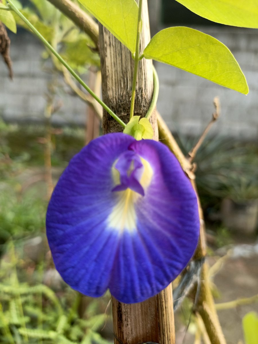 Setiap Matahari terbit adalah pengingat:
Hidup adalah anugrah, 
Dan hari ini adalah kesempatan lain untuk menjalaninya sepenuhnya. 
*bertz 

Morning 🌞
