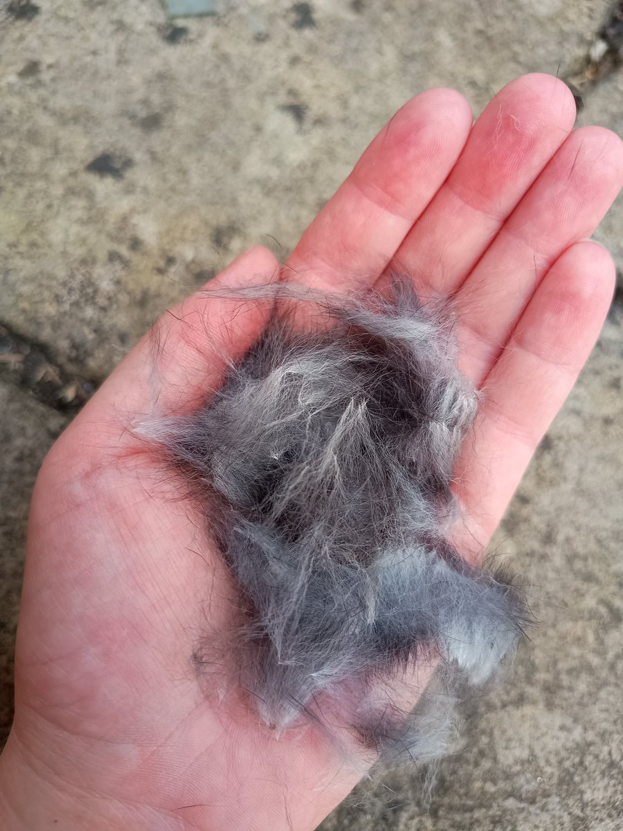 My previously bonded rabbits have turned against each other since the second one has been spayed. We have kept them apart for about 3 weeks now. Tried a brief meeting today which resulted in a big scuffle as the pic shows. Is it possible they'll never re-bond? Please help 🙏😔