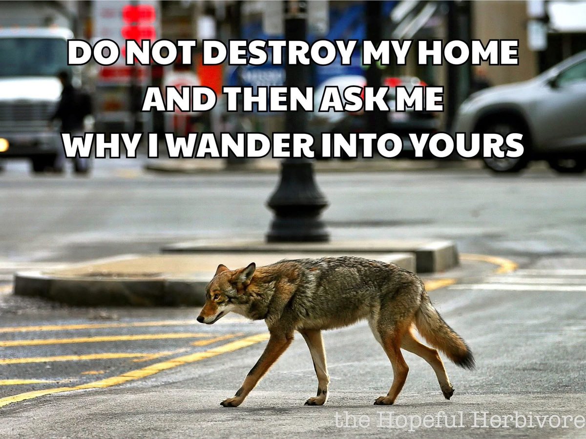 ©anines tho™ ᕕ( ᐛ )ᕗ (@shortnblunttho) on Twitter photo 