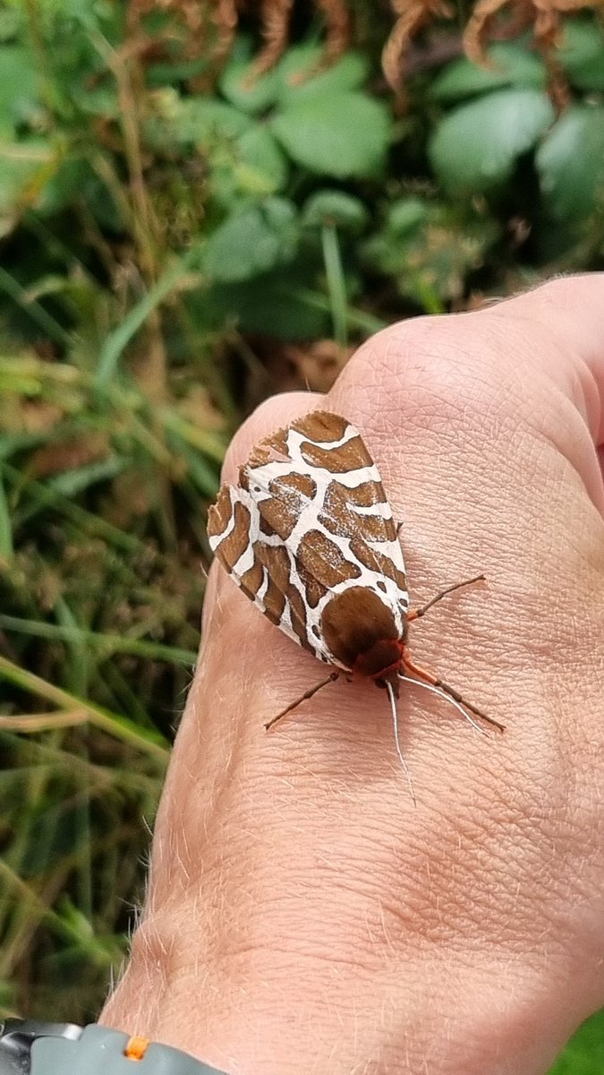 Tessa Delves tweet media