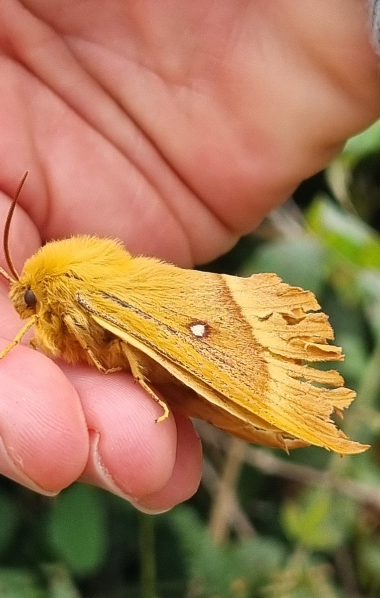 Beach path moths. Garden Tiger moth?....and not sure of the other? #moths <a href="/invertebrate_uk/">Invertebrates UK</a>
