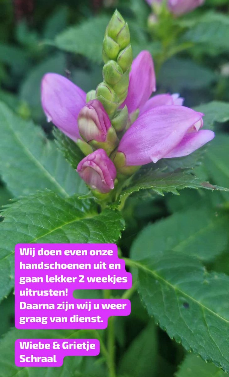 Wiebe Schraal (@uwhovenier1) on Twitter photo 