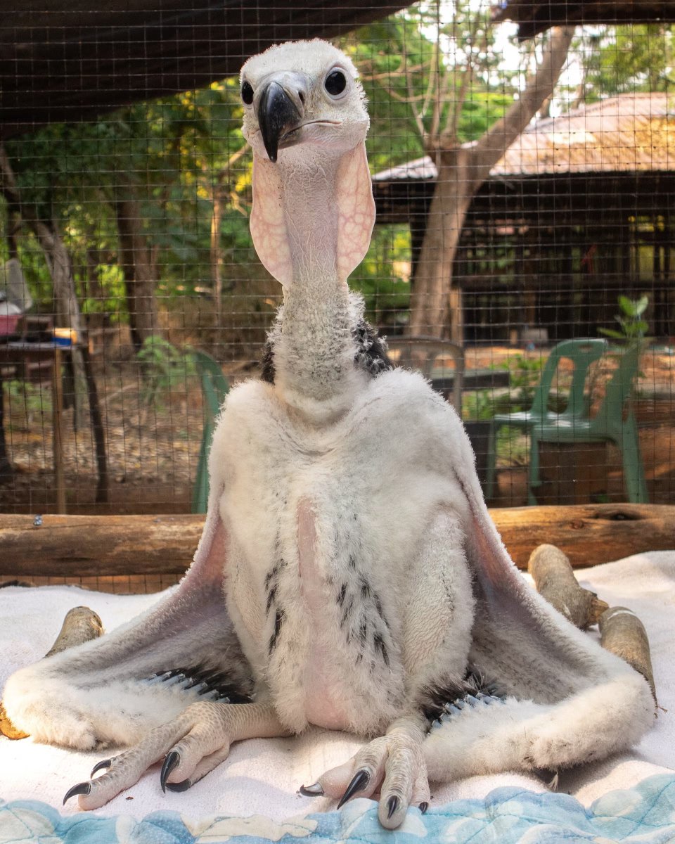 CHighCommand's tweet image. We are deploying... the creature.