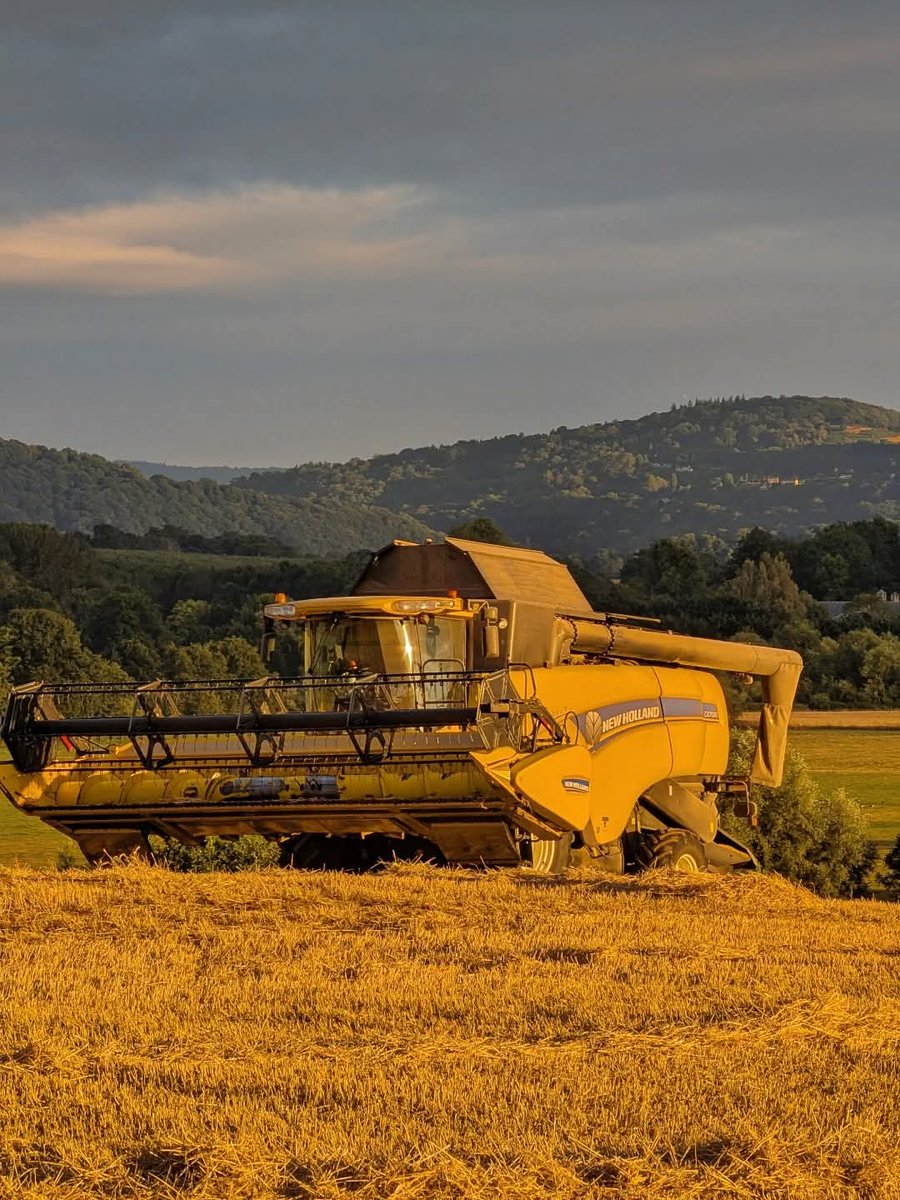 Right I hate being miserable, it doesn't suit me so let's look at the positives (won't take long).
1) The dryer hasn't even been looked at, let alone turned on
2) It's been the least stressful harvest of my life
3) I'll be able to spend more time with the herd &amp; The Farm Manager