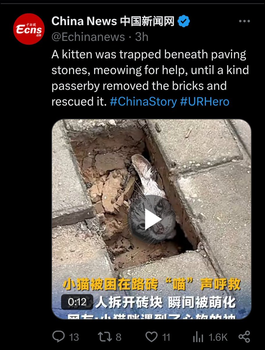 PhaedraXTeddy's tweet photo. How on earth did the cat get under bricks?Somebody probably put the cat under the bricks then filmed a fake rescue in #China and this news channel is going along with it and likely gets paid for views because its so nice and positive. Very cruel! Cats suffer for views in #China and now worldwide!