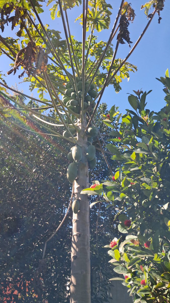 cesar020's tweet photo. VILLARRICA. Pese a las heladas, algunas plantas están así. https://t.co/o6z7L4UjYf
