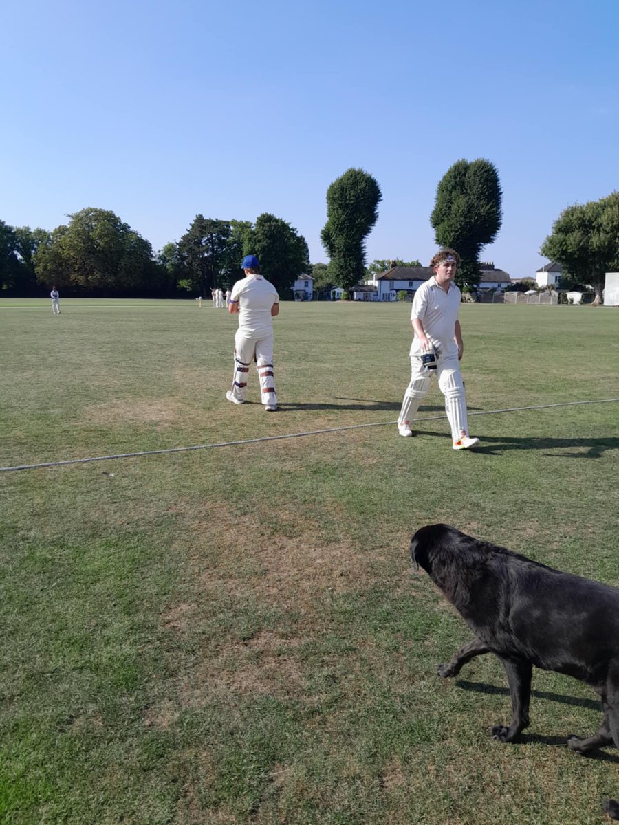 Ware Cricket Club tweet media