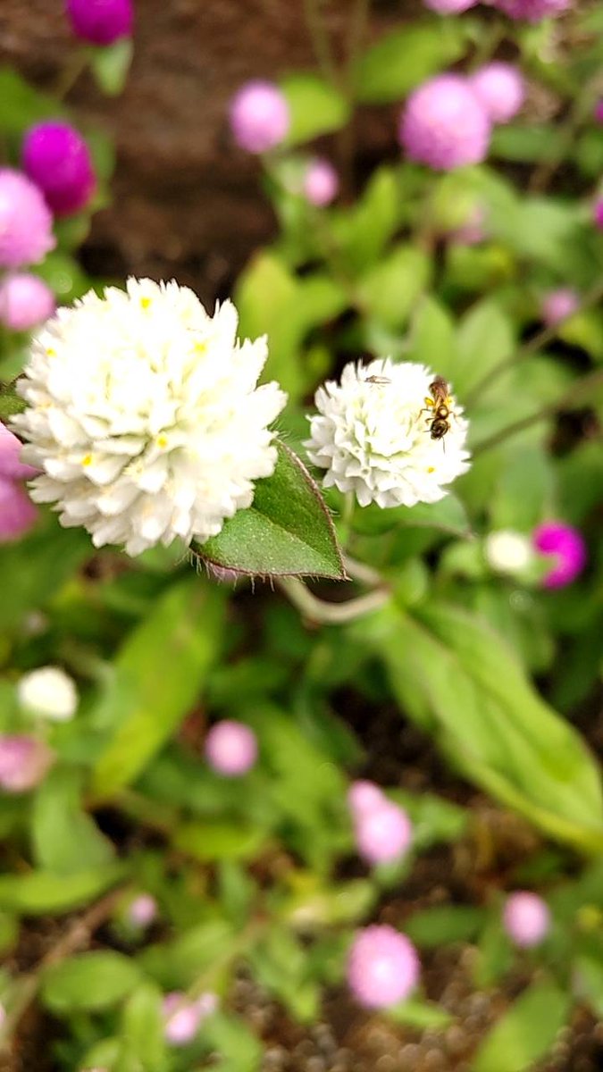 おはよ～🌺🍀

8月11日(月)大阪☔
気温30/26、降水確率90%
熱中症情報は　警戒🥵
こまめな塩分・水分補給を忘れずに🥤

大雨による警報・注意報が出てます⚠
引き続き土砂災害・河川洪水にご注意を

🌈ご安全に素敵なよい一日を🌻

#イマソラ