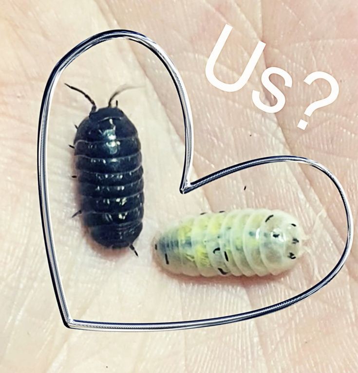 timthepillbug's tweet image. Me and my bf guys #bugtwt