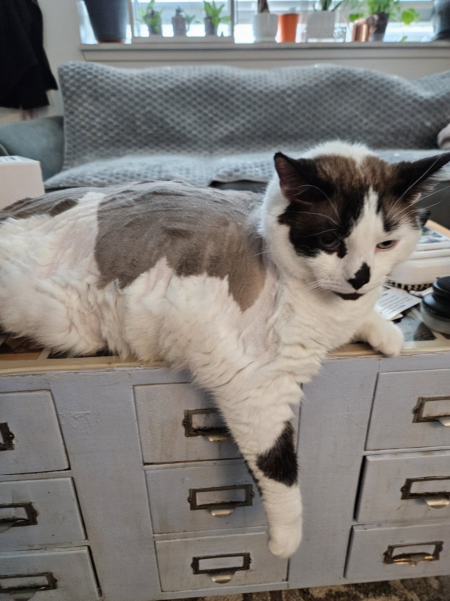 What did I'm do to deserve this?  [Monkey wasn't grooming his bunt so mom shaved off the tufts.. and then some]
