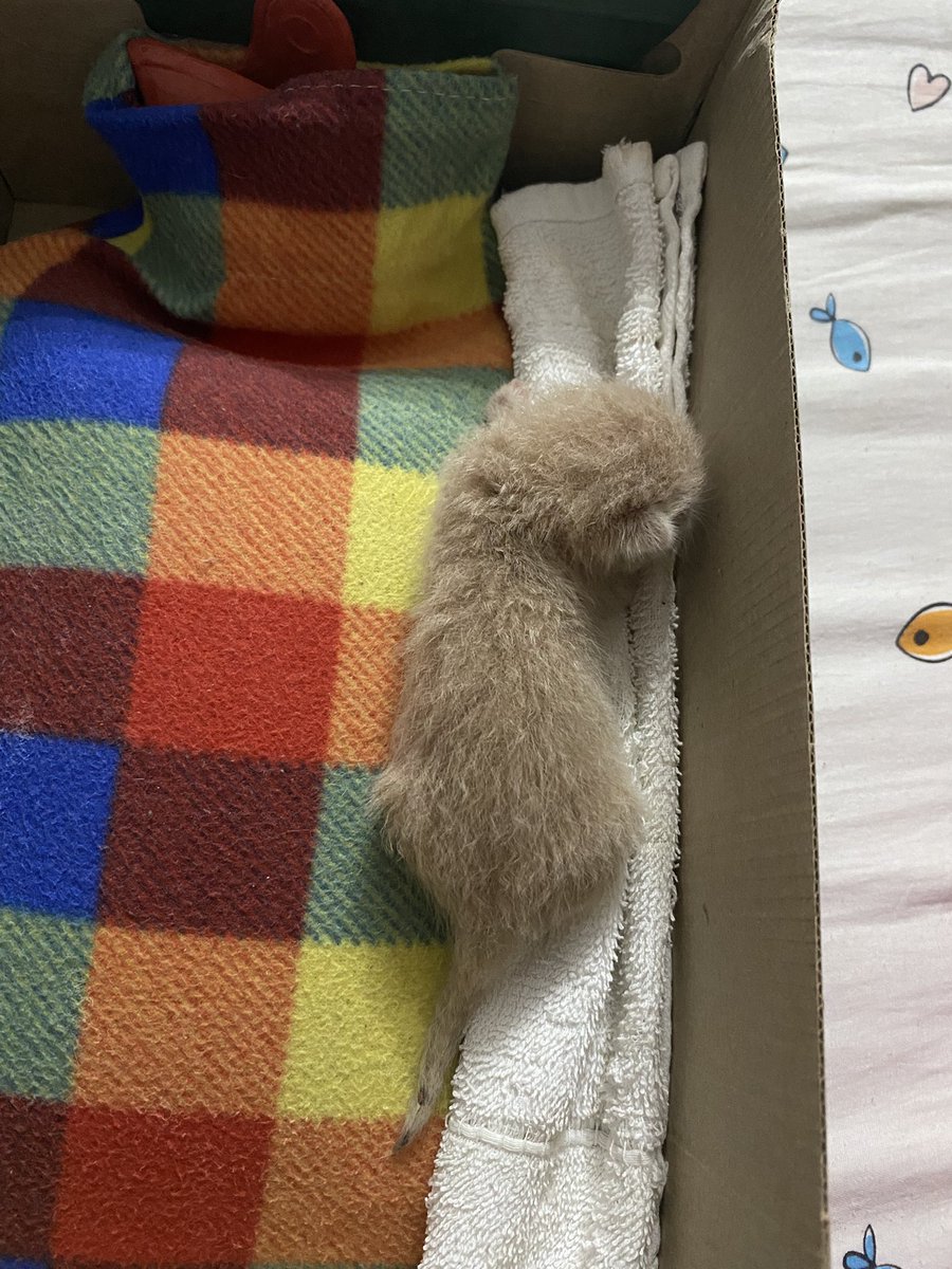 PatiGangs tweet media