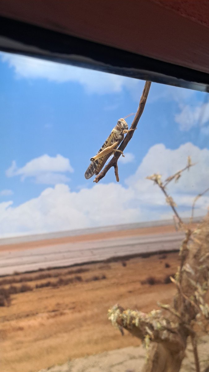 timthepillbug's tweet image. From when I went the zoo there was so many!!