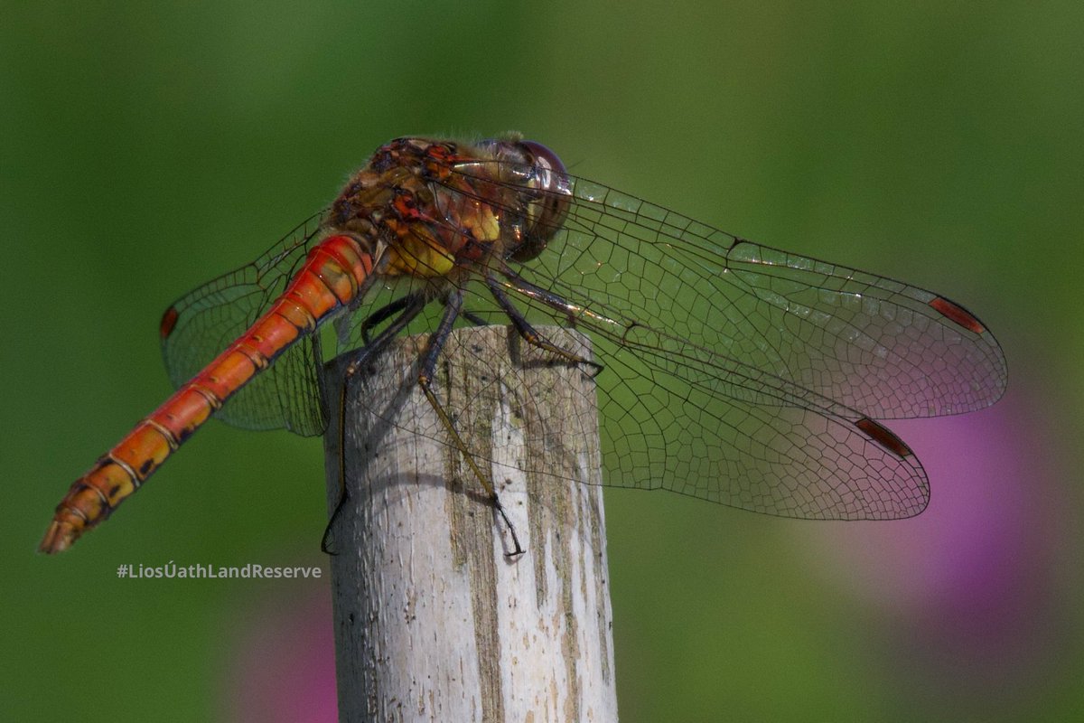 LiosUath's tweet image. Common darter dragonfly here in the orchard yesterday . The complexity of the legs alone 👌

#LiosÚathLandReserve
#LoopHead #Clare #Ireland #Eire
#film #filmireland
#TiredEarth #DeGrowth #6ME
#RestoreNature