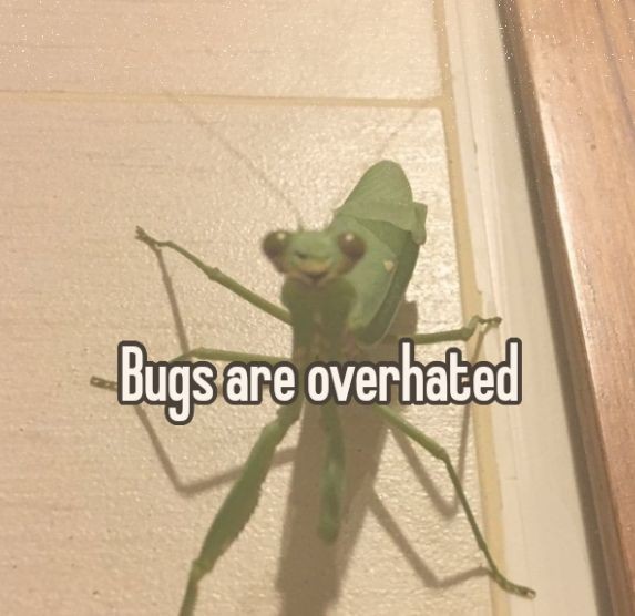 timthepillbug's tweet image. 