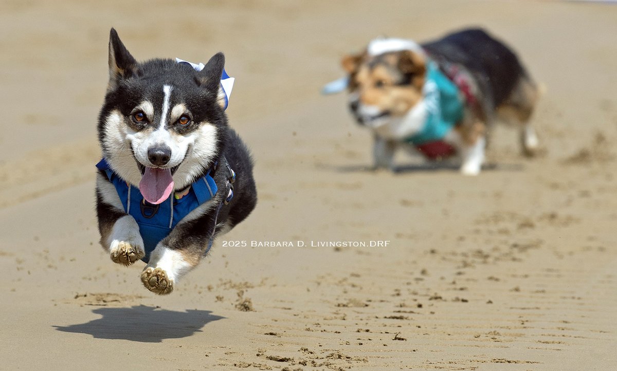 DRFLivingston's tweet photo. KONA, ARES, and SAM are heat winners in today's blockbuster Corgi Cup at Saratoga (the final is after today's 7th race). 

But ABBEY, not quite as speedy as the others, was clearly the fan favorite.⭐️

#SaratogaCorgiCup https://t.co/H1nI5PR9K1