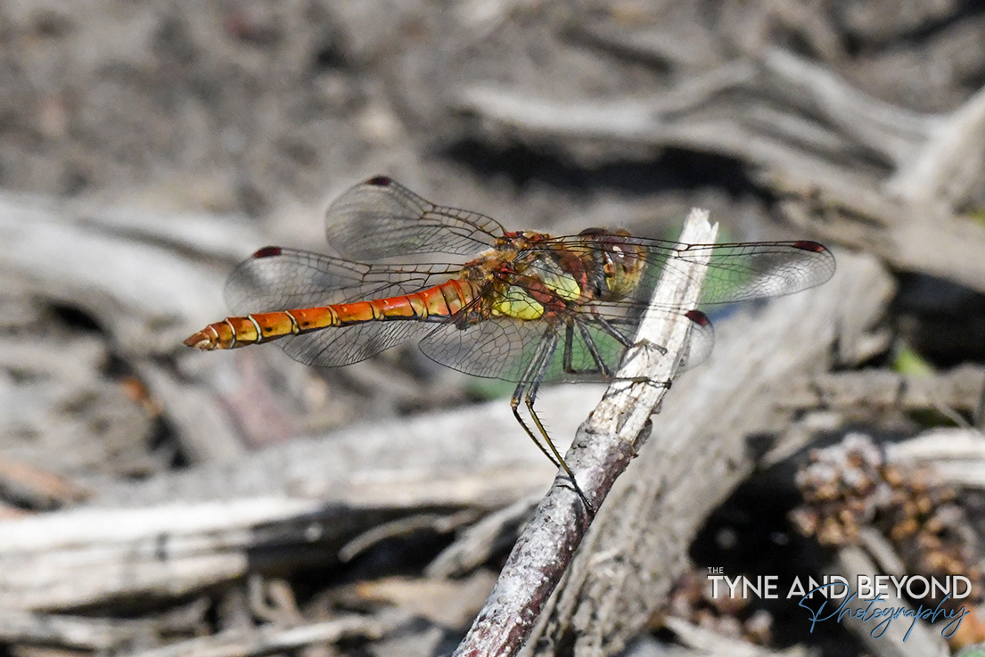 Common Darter #dragonflies <a href="/BDSdragonflies/">British Dragonfly Society</a>