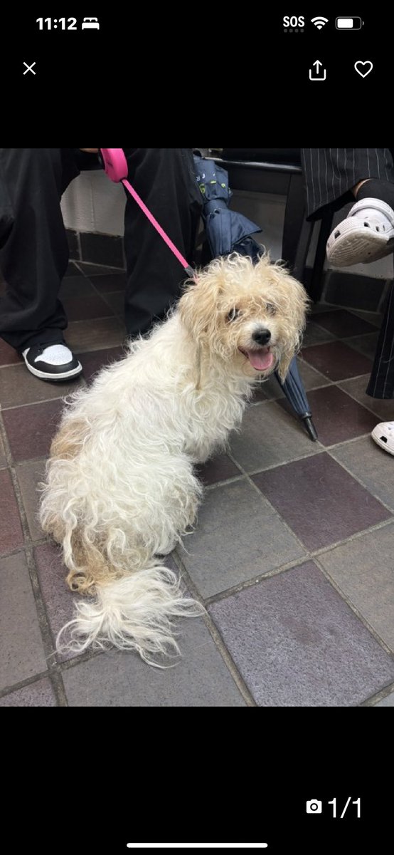 **ALERT**EMERGENCY. TO BE KILLED 8/13 231750 NYCACC. RESCUE ONLY. LUNA LULU - Owner Surrender, reported Social / Affectionate Sweet 5 yo girl is scared, not doing well in her kennel. Foster only through HOPE partners. HELP. PLEDGE. Get her out NOW. EMERGENCY.