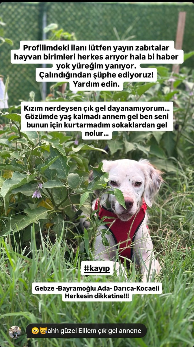 Kayıp  Gebze #Bayramoglu  Ada Darıca Kocaeli
❗ Bulana para ödülü verilecek. ❗05549434803
İsmi Ellie dişi #kayıpköpek #darıca #kocaeli
#deprem #balıkesir #sındırgı
#acil #setter
#SokakHayvanlarıSahipsizDeğil