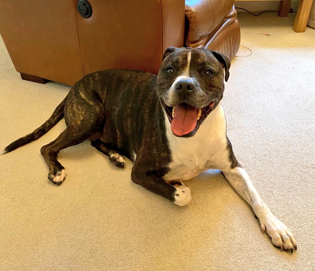 Senior Staffy Club Dog Rescue tweet media