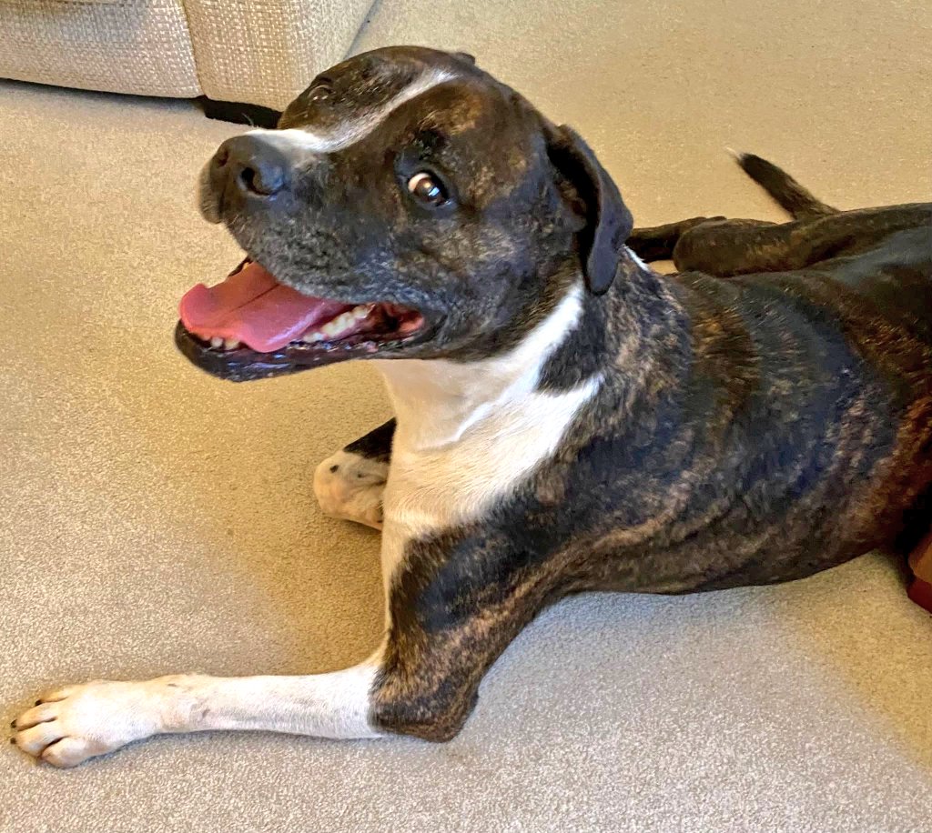 Senior Staffy Club Dog Rescue tweet media