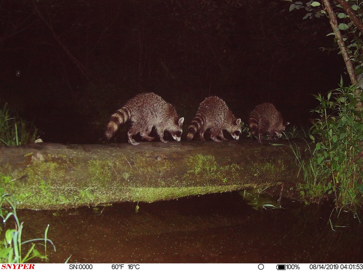 trailcam tweet media