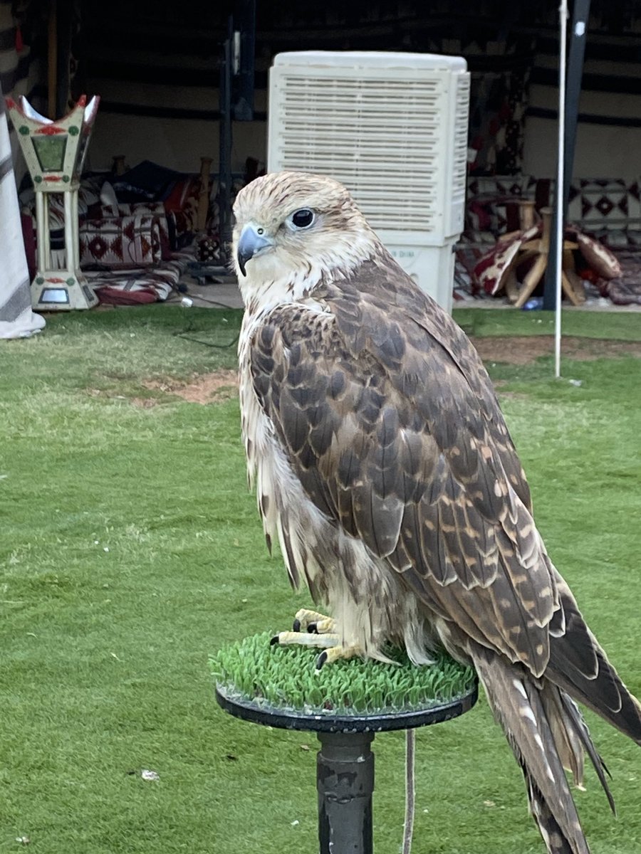 ‏ ‏ ‏شِمِالِيِـﮧِ ‏ميه ميه tweet media