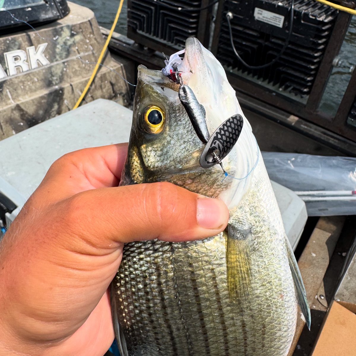 Dinner Spinner strikes again! 
fishlucke.com

#fishlucke #worldsluckiesttackle #dinnerspinner