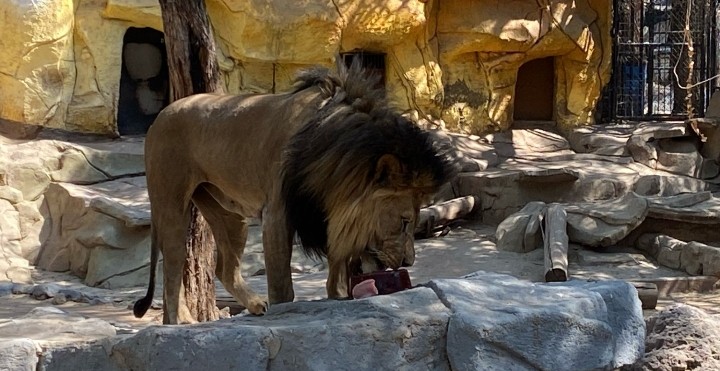zooleon's tweet photo. Este 10 de agosto, celebra al rey de la sabana en el Zooleón.
Conoce a nuestros Leones de Kruger, disfruta charlas, dinámicas educativas y aprende cómo proteger esta majestuosa especie. 🦁💚
#Conservación #ZooLeon #DíaDelLeón #AZCARM https://t.co/B8NHonmWhV