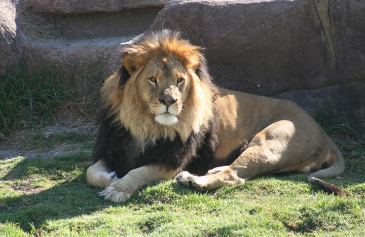 zooleon's tweet photo. Este 10 de agosto, celebra al rey de la sabana en el Zooleón.
Conoce a nuestros Leones de Kruger, disfruta charlas, dinámicas educativas y aprende cómo proteger esta majestuosa especie. 🦁💚
#Conservación #ZooLeon #DíaDelLeón #AZCARM https://t.co/B8NHonmWhV