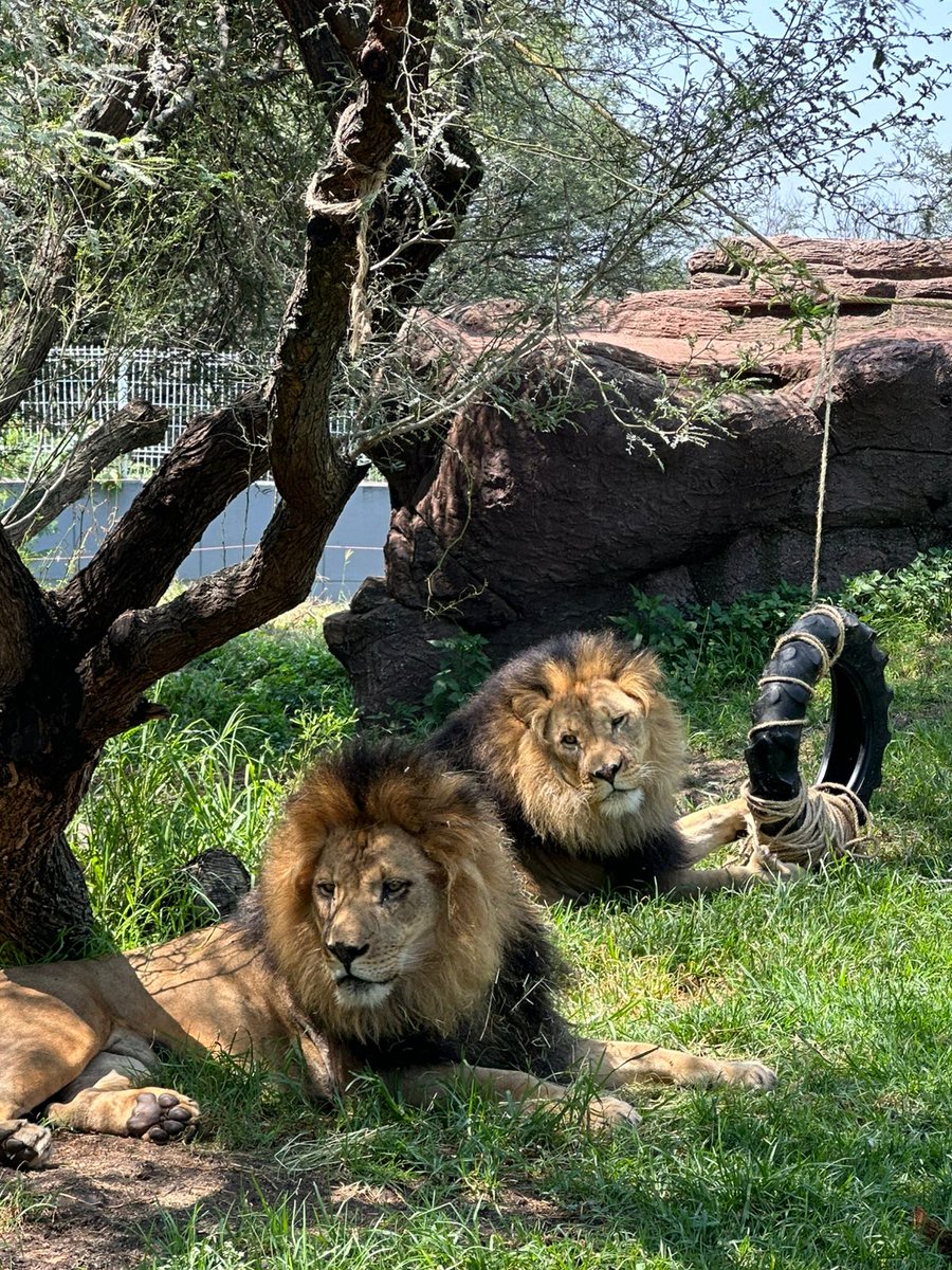 zooleon's tweet photo. Este 10 de agosto, celebra al rey de la sabana en el Zooleón.
Conoce a nuestros Leones de Kruger, disfruta charlas, dinámicas educativas y aprende cómo proteger esta majestuosa especie. 🦁💚
#Conservación #ZooLeon #DíaDelLeón #AZCARM https://t.co/B8NHonmWhV