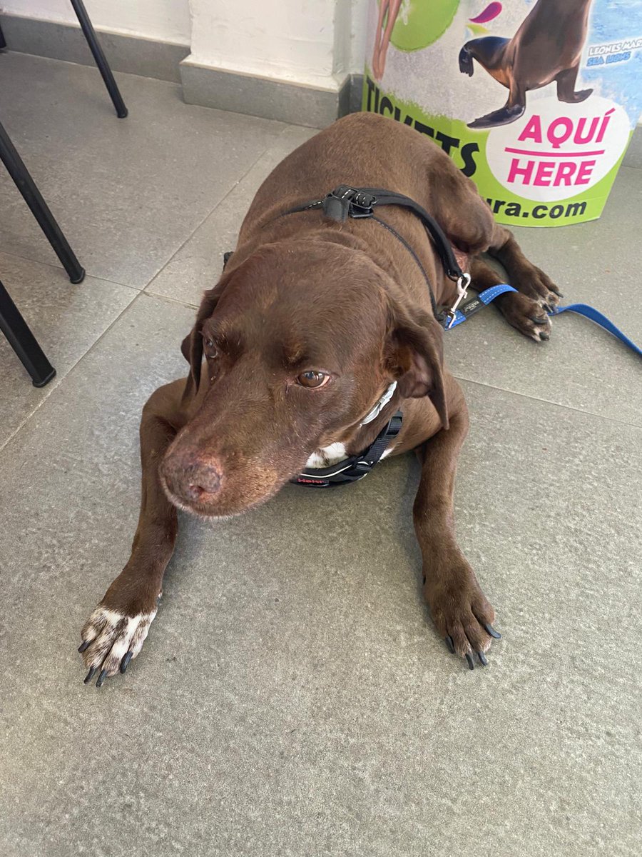 BcfcBenidorm's tweet image. Through the dog charity in benidorm,we got this old boy to foster, his gonna be a teenager on Thursday please RTweet