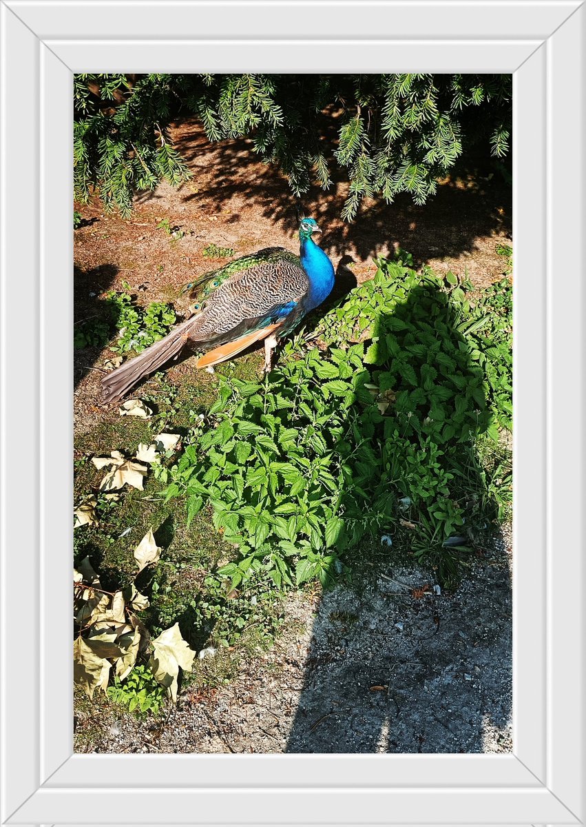 🌟 Bonne nuit 🌟

Monsieur le paon n'a pas voulu faire la roue...
Soit c'est pas la saison des amours...
Soit le feeling n'est pas passé entre nous 😰..
C'est la vie...
Doux rêves à vous...
Kiss 💋