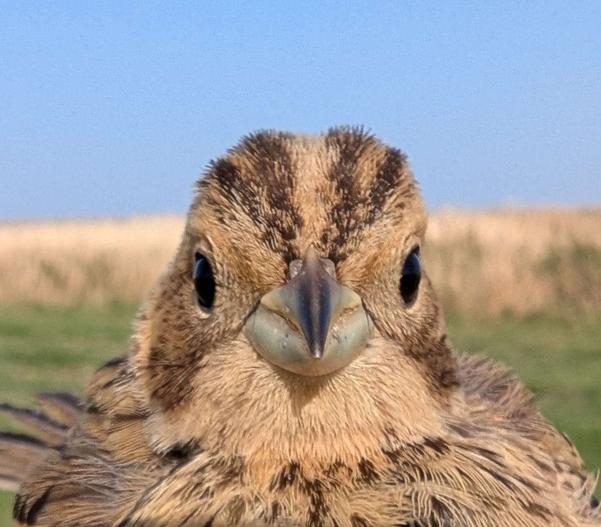 matt prior tweet media