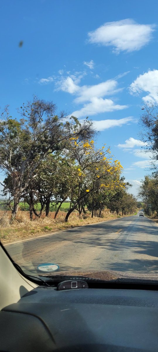 V8SocialClub's tweet photo. O carro do Google Street View tinha que registrar as rodovias do interior de Minas Gerais nessa época do ano. Daí poderíamos dizer que são as estradas dis Ipês. 
A rodovia que liga a 040 a Martinho Campos está um espetáculo. https://t.co/2pySH0E3ea