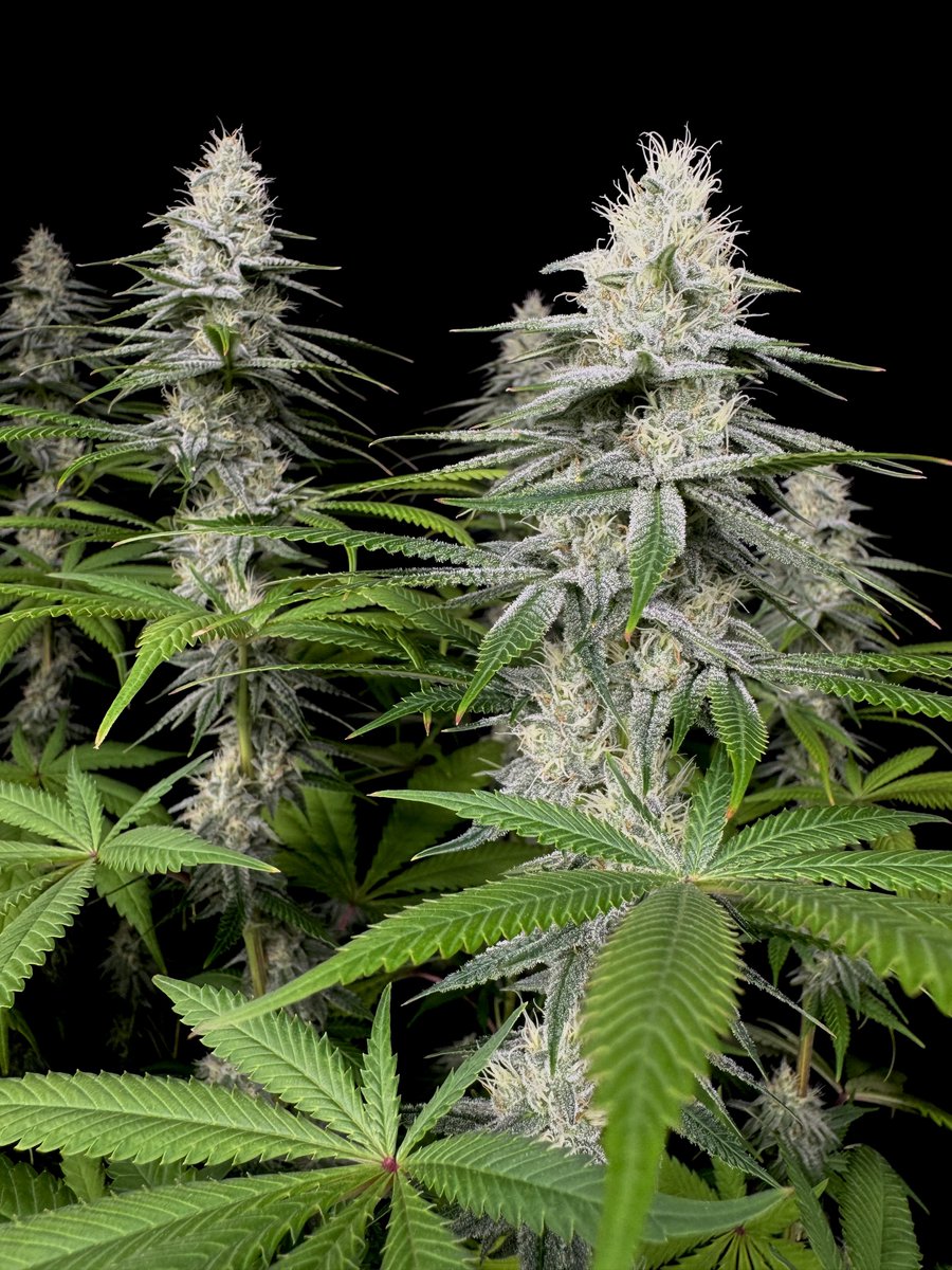 KippaGrows's tweet photo. Irie Maiden by @RomulanJake at day 33 of flower ❄️💚 https://t.co/deVcLkhK9c