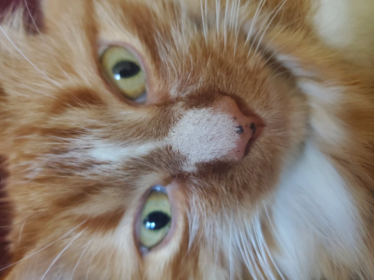 This is Lilith. She has a unique pattern on her nose. Can you see the character on her nose?