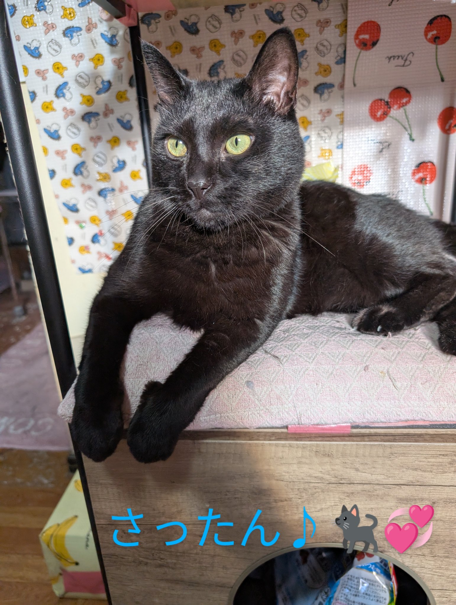 千鶴🐱🐈🐈‍⬛🐈‍⬛⸒⸒⸒⸒🐾🩷 on X: 