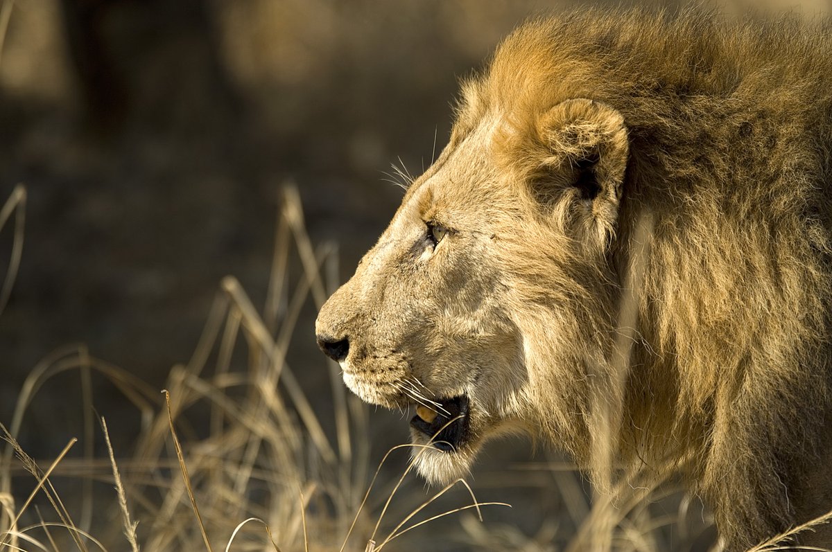 Robin Pope Safaris tweet media