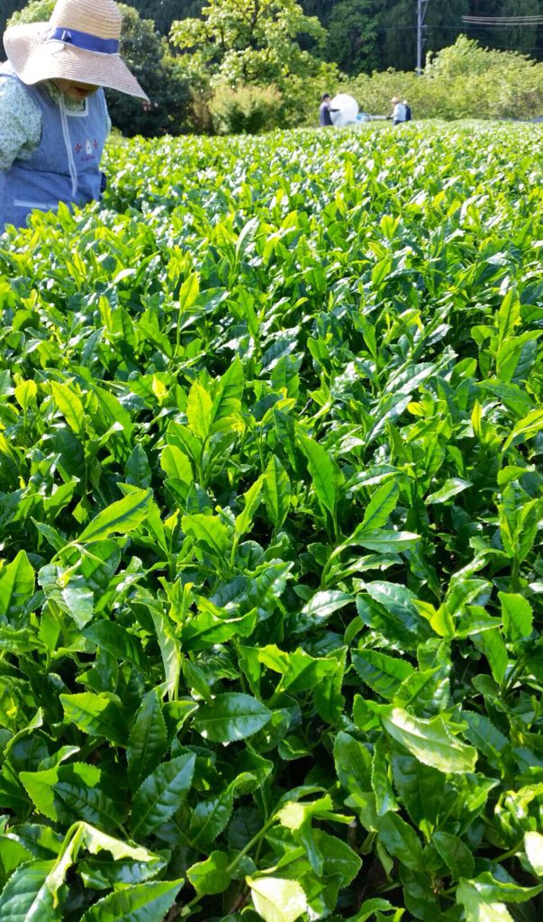 私の祖父母は昔から茶葉を摘んでいました
今はもう、歳を重ねて茶摘みが難しくなり辞めてしまいましたが……懐かしい、毎年5月になると親戚が集まって手伝わされた記憶🍃
でも茶摘み大好きだった。
胸いっぱいの茶葉の爽やかな香り
初夏の風 祖母の笑顔

あの夏の思い出は今でも瞼の裏で生きてる